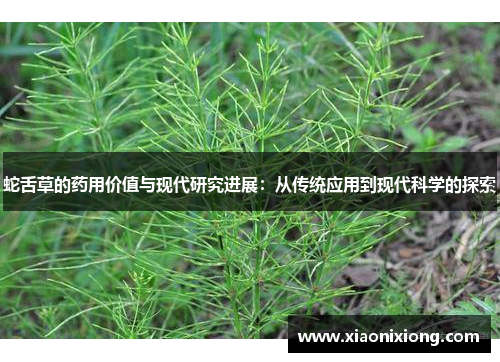 蛇舌草的药用价值与现代研究进展：从传统应用到现代科学的探索